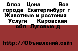 Алоэ › Цена ­ 150 - Все города, Екатеринбург г. Животные и растения » Услуги   . Кировская обл.,Луговые д.